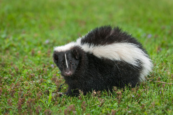 Skunk