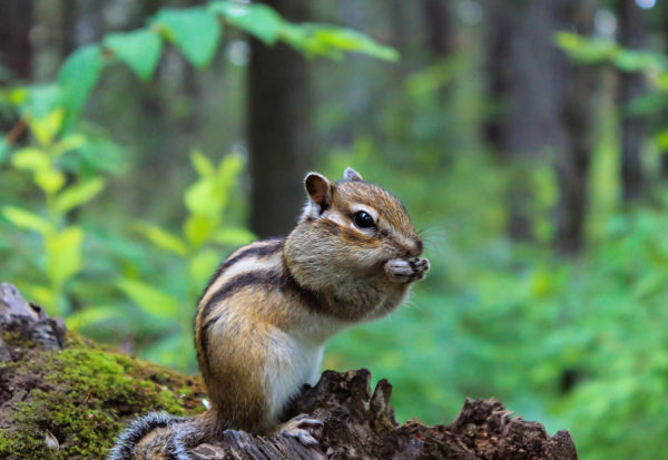 Chipmunk