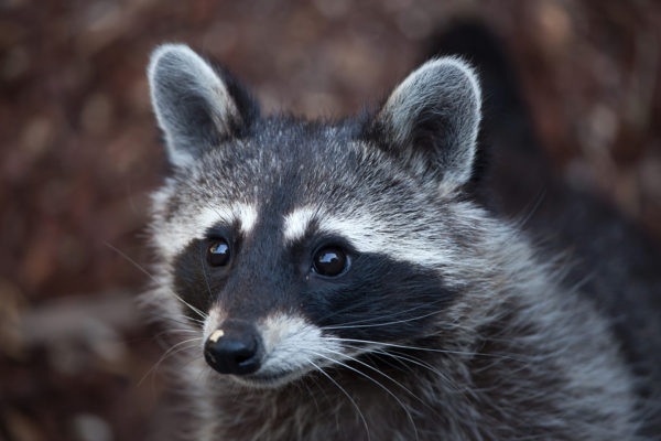 Raccoon