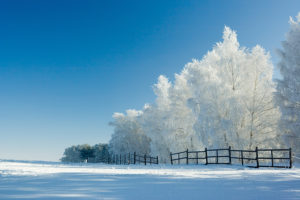 Winter Wildlife Prevention