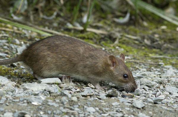 Norway Rat