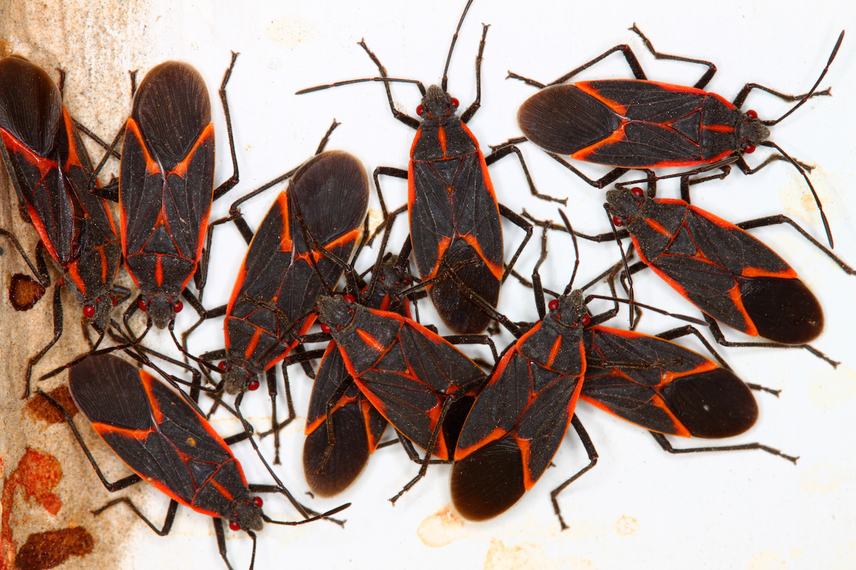 Bigstock Boxelder Bugs Boisea Trivitta 72980497 