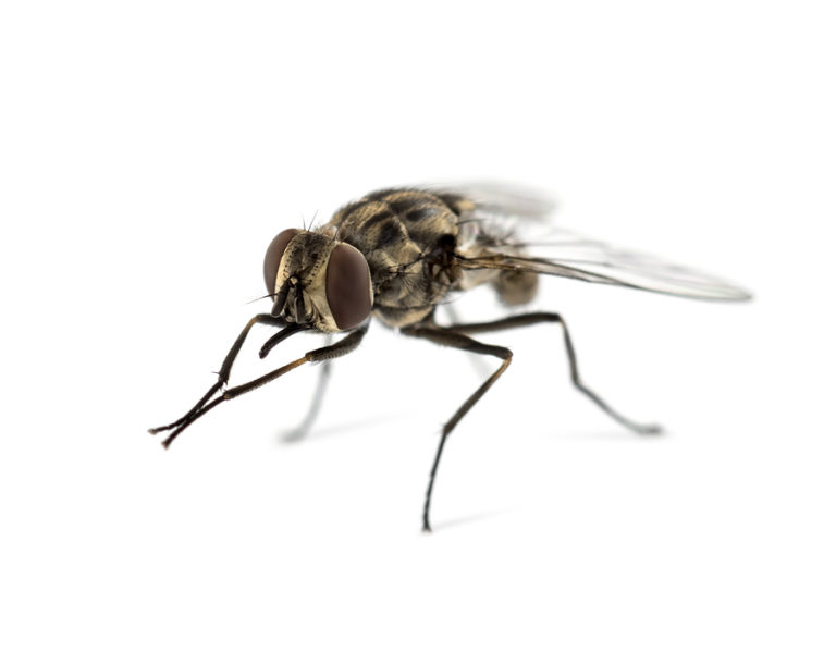 Housefly | Northwest Exterminating
