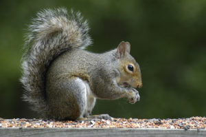 Gray Squirrel