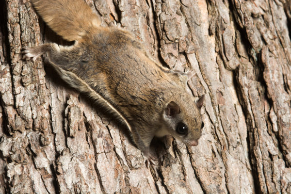 Flying Squirrel