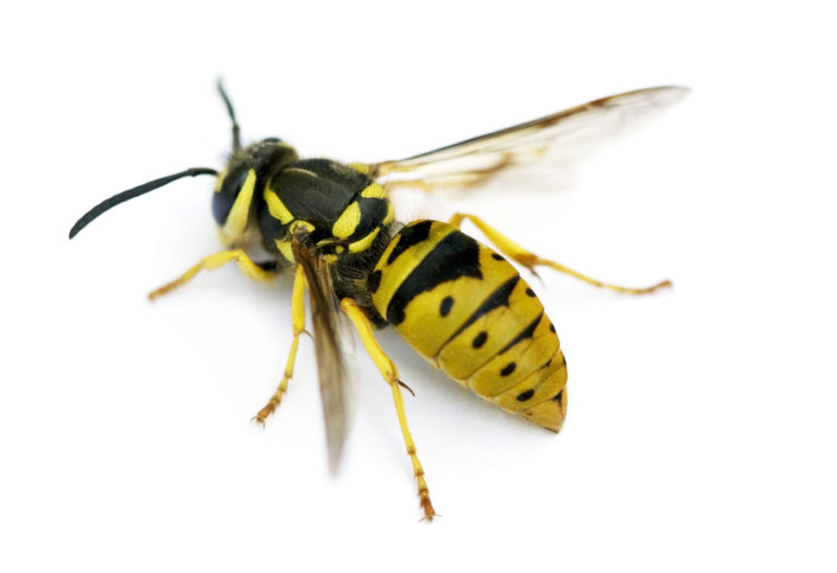 Yellow Jacket Northwest Exterminating