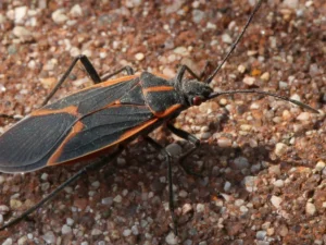 Black bug with red markings — identification, behavior, and control. A Northwest Exterminating guide for Southeast homeowners.