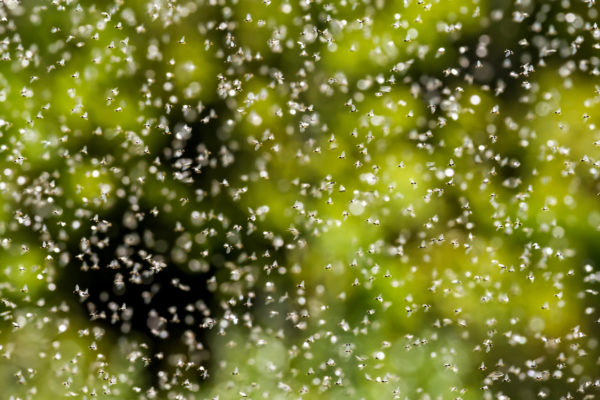 Swarm Season – Termites Vs Flying Ants