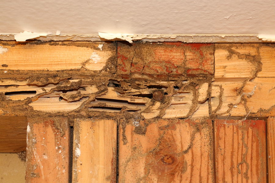 termite damage