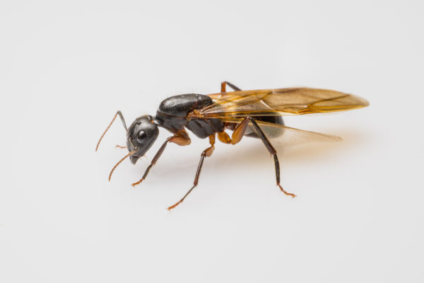 Swarm Season Termites Vs Flying Ants Northwest Exterminating,Eisenhower Dollar Coin