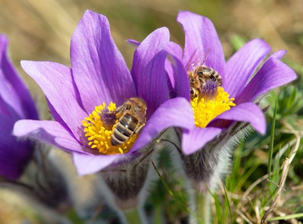 Pollinators: Friendly Foes