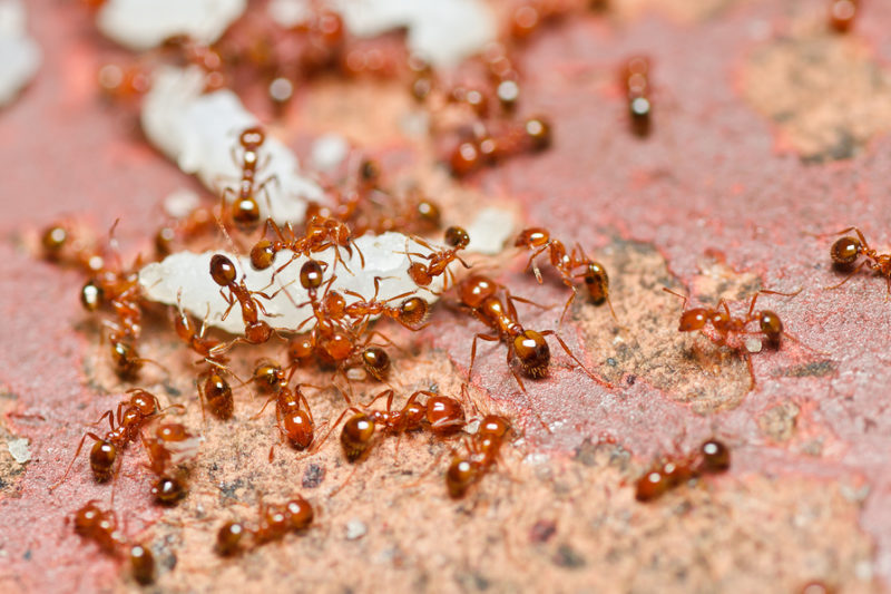 Fire Ant Control Northwest Exterminating