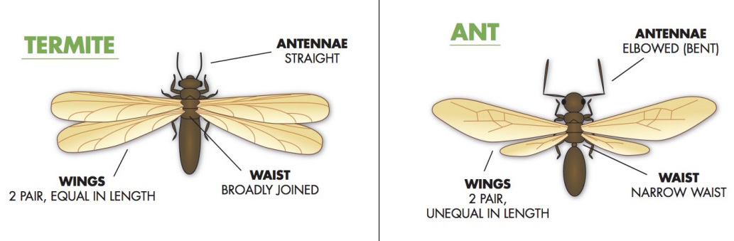 termites vs flying ants