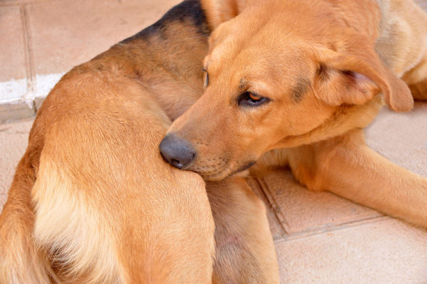 8 Ways To Protect Your Pets From Fleas And Ticks