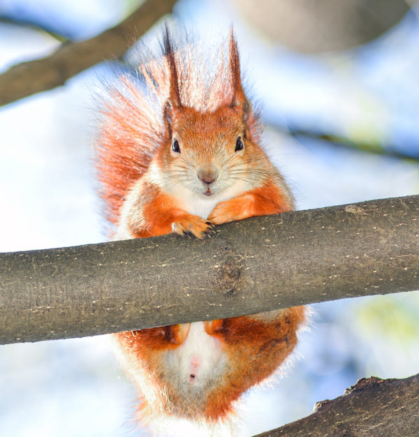 Keeping Wildlife Out This Spring