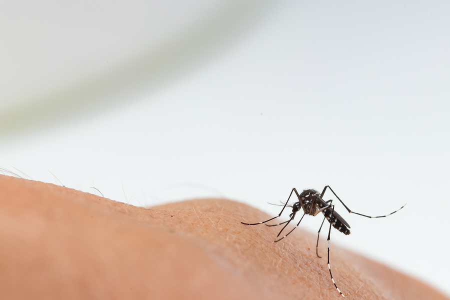 mosquito bite prevention tips