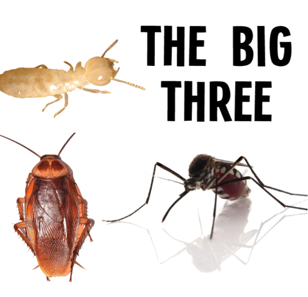 The Summer Big Three: Roaches, Mosquitoes, & Termites