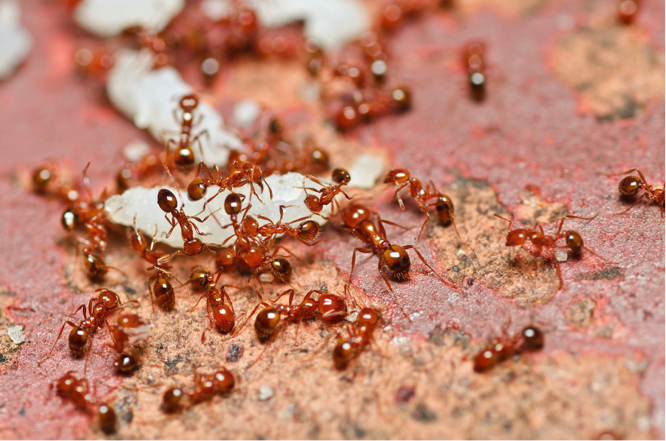 fire ants