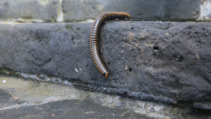 prevent millipedes