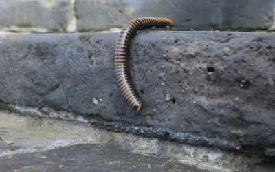 Millipede Protection 5 Ways to Prevent a Millipede Invasion - Northwest Exterminating
