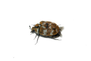 Carpet Beetle