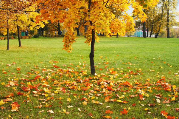Fall Lawn Care