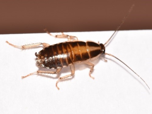 Nymph German Cockroach