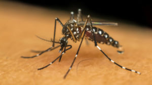 Fall Mosquito Prevention
