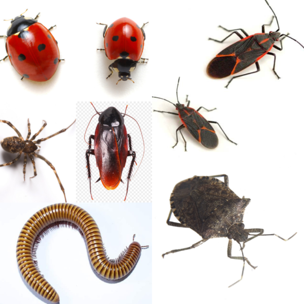 Why Bugs Are Really Trying To Get In Your Home