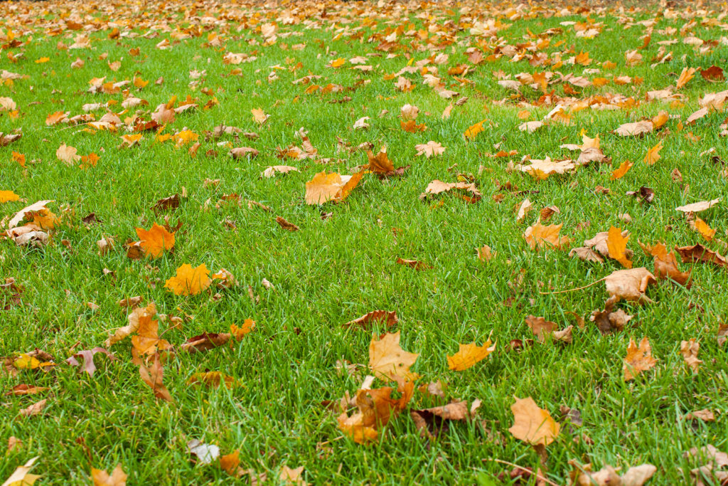 Lawn Care Next Steps Fall Lawn Care Tips