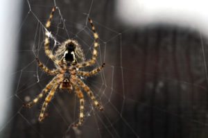 Brown recluse spider