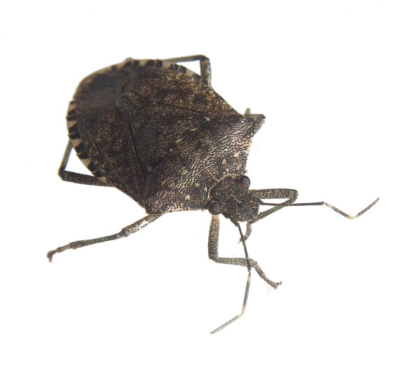 Stink Bugs