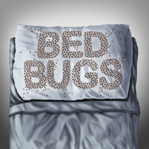 Bed Bug Prevention
