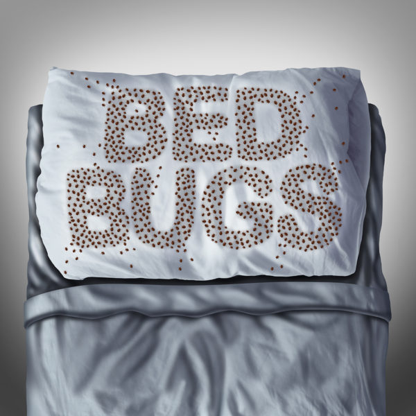 Don’t Let The Bed Bugs Bite!