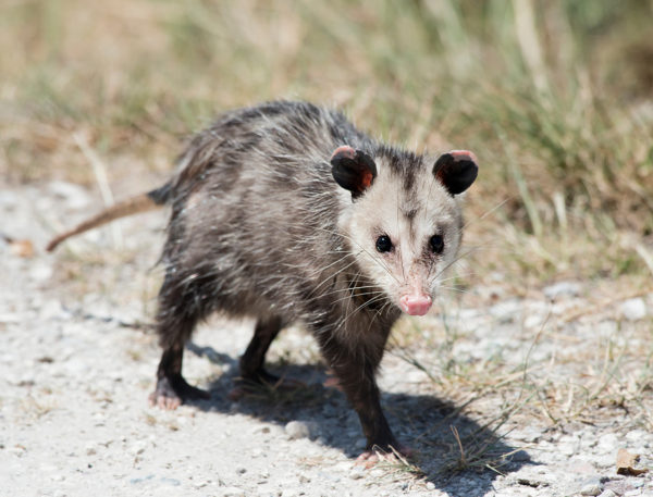 Possum