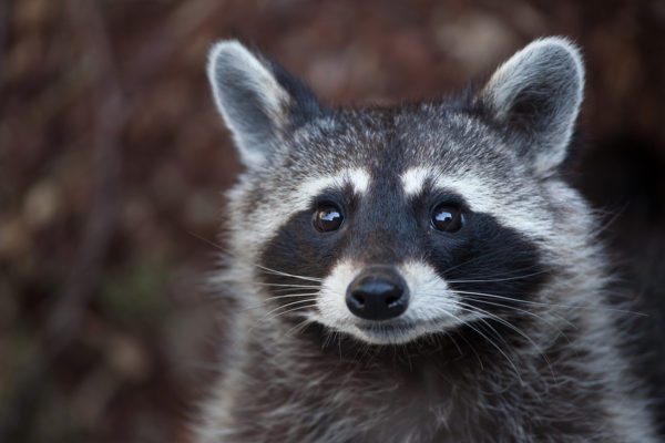 Raccoon