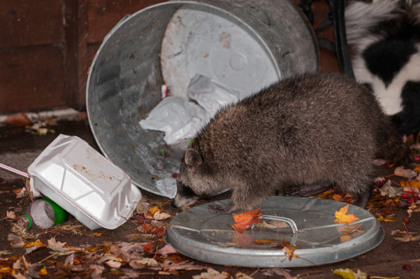 Sneaky Wildlife: Possums and Raccoons