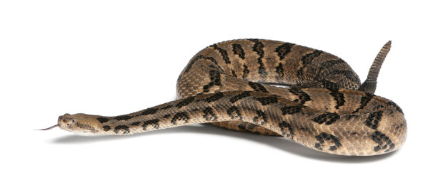 Venomous Snakes Of Georgia