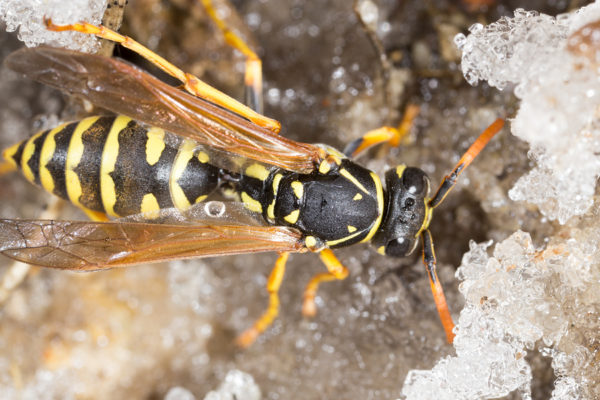 Why Are You Seeing Wasps in December?