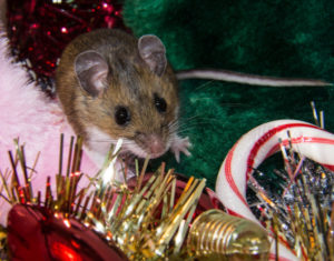 Holiday Pest Prevention
