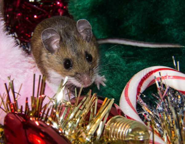 Holiday Pest Proofing