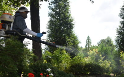 Green Mosquito Control: An Eco-Friendly Alternative