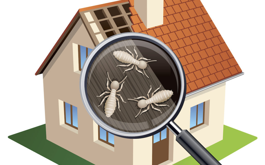 How Much Does a Termite Inspection Cost? | Northwest Exterminating