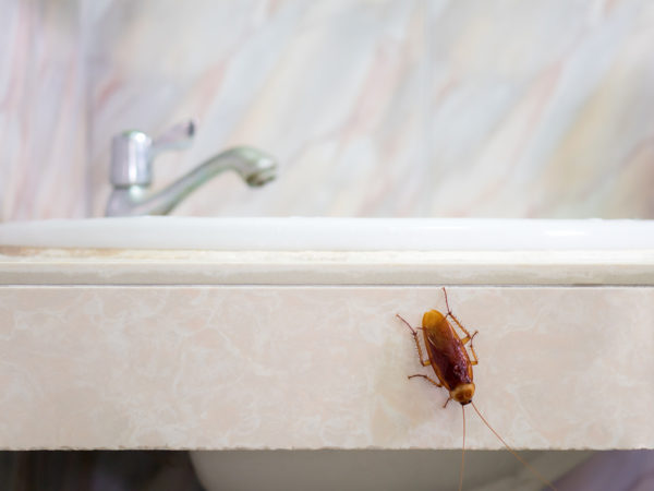 Roaches In Bathroom