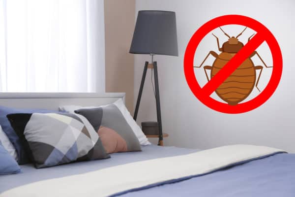 Make Checking The Bed Bug Registry Part of Your Spring Break Plans