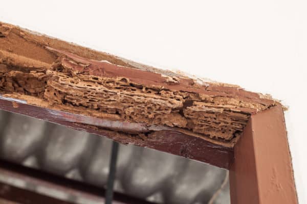 How Long Does It Take Termites to Destroy a House 