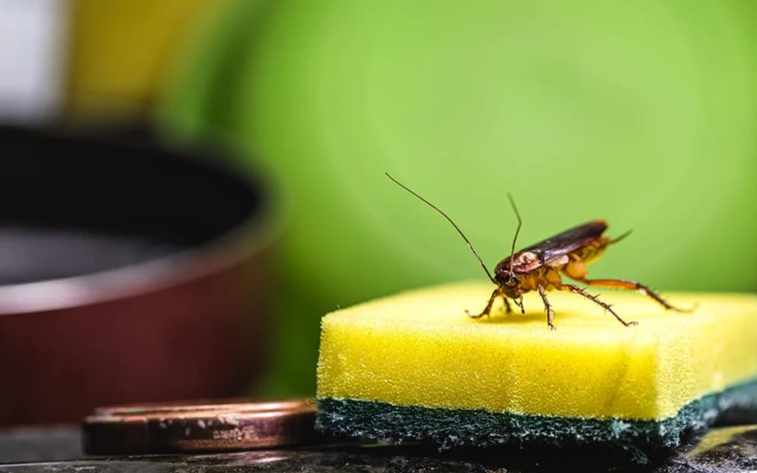 Roaches in House — What Attracts Them & Why They Don’t Always Mean Dirty