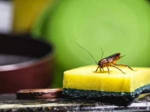 Roaches in house — what attracts cockroaches even in clean Georgia homes. A Northwest Exterminating guide.