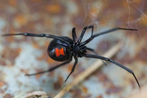 Spider Identification Chart Georgia