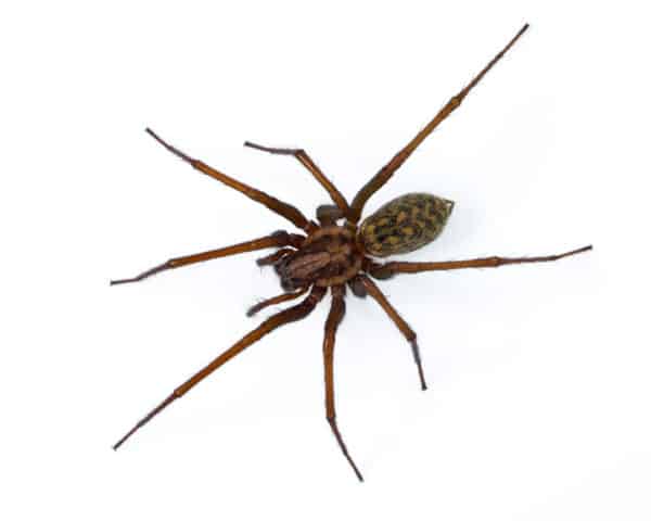 10 Common Spiders In Georgia Spider Identification And Prevention